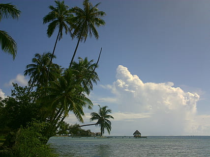 coconut, lagoon, polynesia, palm tree, tree, sky, water, plant, tropical climate, beauty in nature, sea, scenics - nature, nature, tranquility, tranquil scene, no people, cloud - sky, day, growth, coconut palm tree, outdoors, land, horizon over water, tropical tree, 2K, CC0, public domain, royalty free