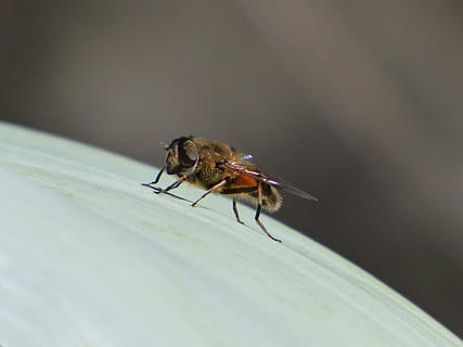 hoverfly, falsă albină, detaliu, insectă, syrphidae, nevertebrat, animale sălbatice, animale tematice, animale în sălbăticie, animal, un animal, a închide, a zbura, selectiv, natură, animal aripă, nici o persoana, zi, housefly, în aer liber, să se concentreze asupra primelor elemente, plantă, frunze, frumusețe în natură, 2K, CC0, domeniu public, fără drepturi de autor