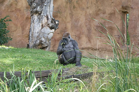 gorilla, scimmia, erba, animale, zoo, pianta, temi animali, animali allo stato selvatico, fauna selvatica, mammifero, un animale, vertebrato, primate, terra, giorno, natura, seduta, campo, nessuno, albero, rilassamento, crescita, all'aperto, 2K, CC0, dominio pubblico, privo di copyright