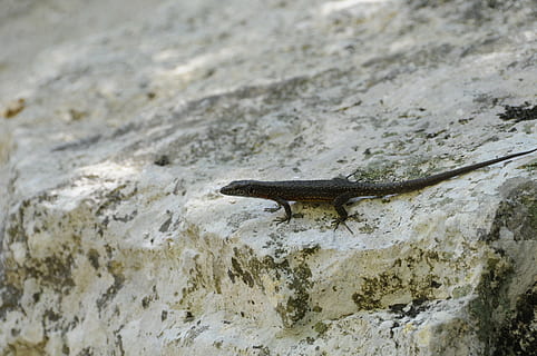 Eidechse, Reptil, Tier, Natur, Tierwelt, Gecko, ein Tier, Tiere in freier Wildbahn, keine Leute, Wirbeltier, Land, Tag, solide, draußen, Nahansicht, kriechen, Tierkörperteil, Rock - Objekt, Rock, 4K, CC0, gemeinfrei, lizenzfrei