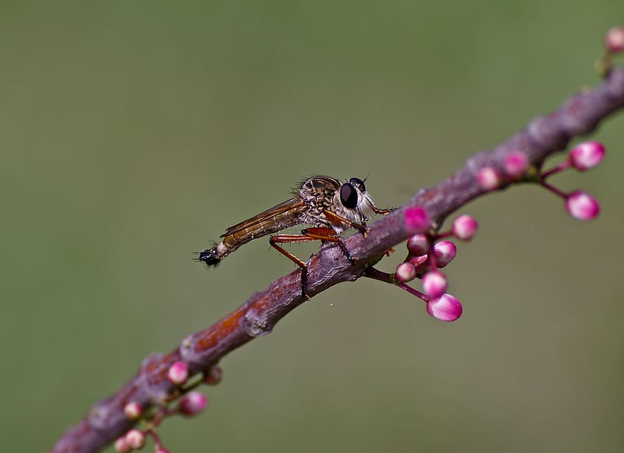 volar lladre marró, insecte, volar, error, salvatge, ull, branca, flor, brots, rosa, arbre euodia, Queensland, Austràlia, naturalesa, animal, primer pla, vida salvatge, temes d'animals, planta, fauna animal, invertebrat, animals a la natura, un animal, planta amb flors, bellesa a la natura, cap gent, color rosa, centrar-se en primer pla, creixement, fragilitat, frescor, primavera, a l'aire lliure, porpra, cap de flor, condició natural, 2K