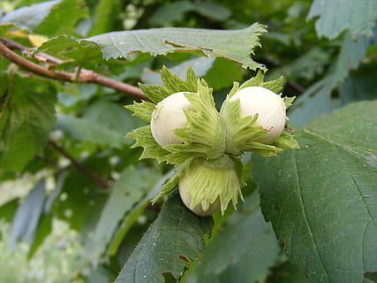buah-buahan, kacang hazel, kacang kacangan, mentah, makanan, minum, tanaman, menanam, pertumbuhan, daun, bagian tanaman, bunga, keindahan di alam, merapatkan, tanaman berbunga, kesegaran, kerapuhan, warna hijau, kerentanan, alam, fokus pada latar depan, tidak ada orang, hari, tunas, di luar rumah, makanan dan minuman, kepala bunga, 2K, CC0, domain publik, bebas royalti