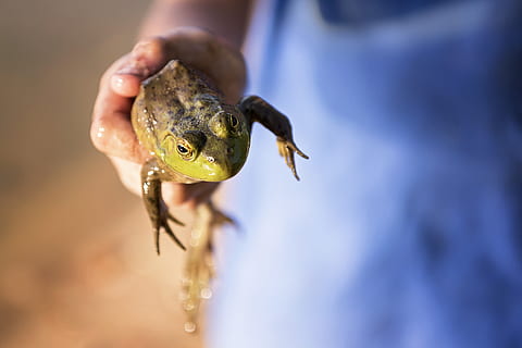 la grenouille, crapaud, reptile, environnement, faune, vert, animal, la faune des animaux, un animal, main humaine, main, vertébré, animaux à l'état sauvage, en portant, une personne, partie du corps humain, se concentrer sur le premier plan, fermer, oiseau, progéniture, journée, la nature, enfant, se soucier, responsabilité, 5K, CC0, domaine public, libre de droits