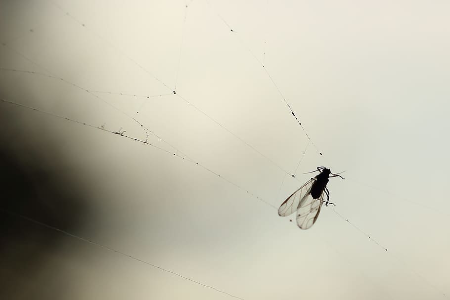 volar, teranyina, llum de fons, aranya, capturat, girar fils, insecte, invertebrat, animals a la natura, animal, temes d'animals, fragilitat, un animal, fauna animal, primer pla, artròpode, cap gent, aràcnids, dia, naturalesa, a l'aire lliure, vulnerabilitat, supervivència, ala dels animals, web, 2K