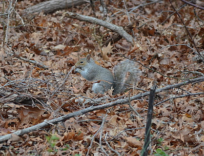 Eichhörnchen, grau, Tier, Baum, süß, Pelz, Nagetier, Säugetier, flauschige, Schwanz, Haar, Essen, Natur, Tierwelt, Fütterung, Samen, buschig, draußen, Kreatur, pelzig, Nüsse, Vogel, Tierthemen, Land, ein Tier, Feld, Tiere in freier Wildbahn, Pflanze, keine Leute, Tag, Wirbeltier, High Angle View, trocken, Pflanzenteil, Blatt, Wald, selektiver Fokus, 2K, CC0, gemeinfrei, lizenzfrei