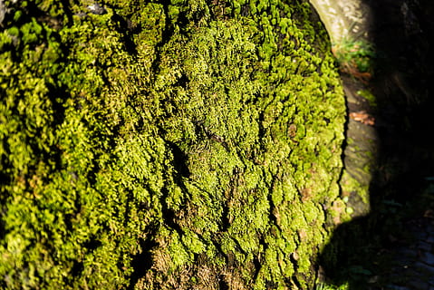 molsa, eifel, bosc, primavera, tardor, bosc de tardor, desert, bellesa, bemoost, llum solar, lluny, descans, arbre, planta, tronc de l'arbre, color verd, creixement, tronc, primer pla, textura, cap gent, naturalesa, aspre, dia, enfocament selectiu, escorça, a l'aire lliure, centrar-se en primer pla, bellesa a la natura, cobertura, liquen, 5K, CC0, domini públic, lliure de regalies
