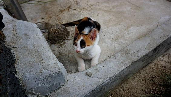kæledyr, kat, cub, dyre temaer, pattedyr, dyr, husdyr, indenlandske, feline, et dyr, indenlandske kat, hvirveldyr, ingen mennesker, kigger væk, leder, dag, høj vinkel visning, natur, fokus på forgrunden, udendørs, lempelse, bakkenbart, 4K, CC0, offentligt domæne, royaltyfrie