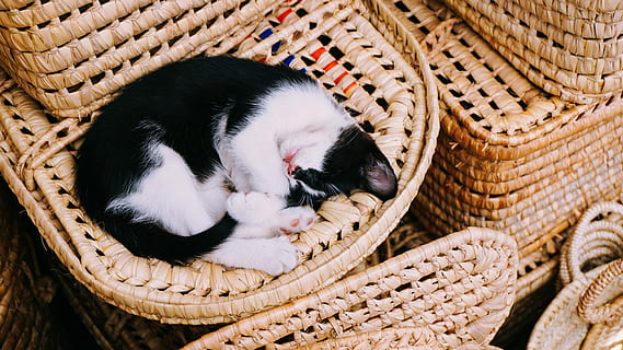 , domestico, temi animali, animali domestici, animale, un animale, mammifero, cestino, gatto, gatto domestico, di vimini, felino, vertebrato, contenitore, rilassamento, addormentato, nessuno, in casa, giovane animale, occhi chiusi, gattino, baffo, 5K, CC0, dominio pubblico, privo di copyright