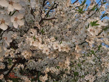 bílý, arbre, primavera, paisatge, planta, flor, planta amb flors, creixement, bellesa a la natura, naturalesa, fragilitat, dia, vulnerabilitat, cap gent, frescor, primer pla, branca, a l'aire lliure, flor de cirerer, tranquil·litat, botànica, cap de flor, cirerer, 4K, CC0, domini públic, lliure de regalies