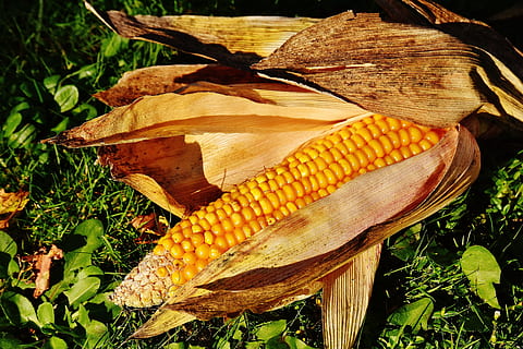 corn, corn on the cob, corn kernels, vegetables, food, nature, vegetable mais, plant part, vegetable, yellow, plant, leaf, food and drink, no people, day, close-up, sweetcorn, tree, growth, healthy eating, outdoors, freshness, land, 5K, CC0, public domain, royalty free