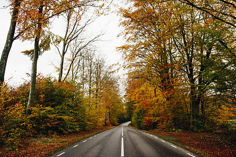 vride og dreje, pathway, træer, Skov, vej, træ, efterår, tur, gade, natur, Europa, rejse, rejsende, bestemmelsessted, retning, varm farve, scanium, sverige, gyde, lave om, vejen frem, plante, skønhed i naturen, transportmidler, ro, faldende perspektiv, ingen mennesker, orange farve, dag, rolig scene, scenics - natur, vækst, ikke-urbane scene, symbol, udendørs, skillelinje, treelined, 4K, CC0, offentligt domæne, royaltyfrie