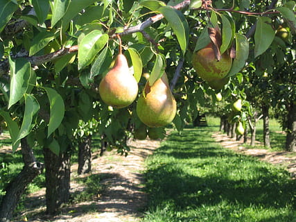 verd, arbres, pera, arbre, horta, fruita, branca, pera, arbre, ontari, Canadà, menjar i beguda, creixement, agricultura, fruita de poma, planta, alimentació saludable, menjar, naturalesa, dia, frescor, llum solar, bellesa a la natura, benestar, full, color verd, part de la planta, arbre fruiter, cap gent, paisatge, a l'aire lliure, madur, 1080P, CC0, domini públic, lliure de regalies