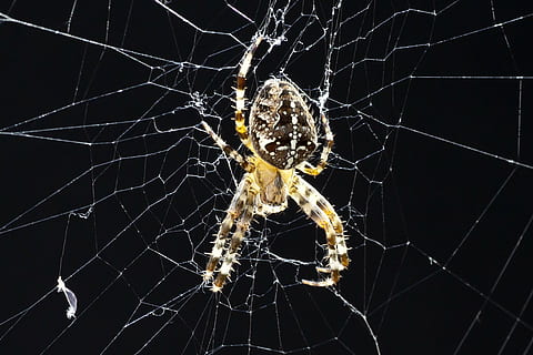 aranya, teranyina, tancar, insecte, macro, aràcnids, naturalesa, xarxa, animal, fantasmal, primer pla, temes d'animals, invertebrat, fragilitat, artròpode, fauna animal, un animal, animals a la natura, vulnerabilitat, cap gent, centrar-se en primer pla, fons negre, supervivència, zoologia, complexitat, cames d’animal, web, 5K, CC0, domini públic, lliure de regalies