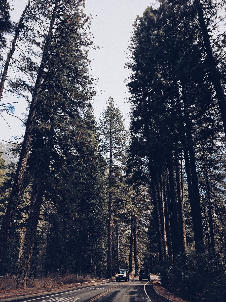 negre, cotxe, apropant-se, sender de muntanya, paisatge d’arbres, arbre, bosc, carretera, planta, tranquil·litat, naturalesa, cel, creixement, cap gent, terra, tronc, tronc de l'arbre, transport, el camí a seguir, escena tranquil·la, direcció, bellesa a la natura, dia, escena no urbana, a l'aire lliure, treelined, llarg, 4K