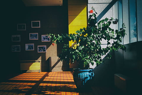 green, leaf plant, blue, planter, room, bloom, inside, Flower, architecture, window, no People, house, street, urban Scene, architecture And Buildings, building Exterior, outdoors, built structure, yellow, plant, nature, potted plant, sunlight, growth, flowering plant, shadow, day, freshness, building, city, wall - building feature, residential district, flower pot, houseplant, 4K, CC0, public domain, royalty free