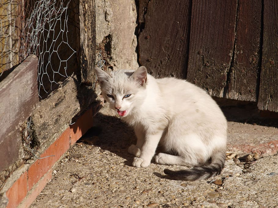 pisică, despre, acoperiş, mamifer, intern, animale domestice, animale de companie, un animal, felin, pisica domestica, animale vertebrate, zi, nici o persoana, montare pe perete, ședință, perete, uitându-se departe, în aer liber, natură, mustăţi, gura deschisa, 2K