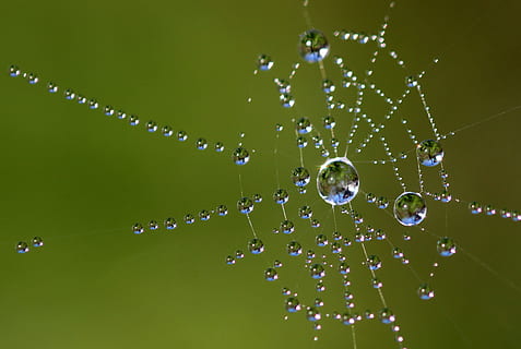 Wassertau, Spinnennetz, Nahansicht, Fotografie, Perlen, Netzwerk, Tau, tropfen, Regentropfen, nass, Wassertropfen, Spiegeln, Natur, fallen, Zerbrechlichkeit, Wasser, grüne Farbe, Verletzlichkeit, keine Leute, Frische, Schönheit in der Natur, Pflanze, draußen, Tag, Studioaufnahme, Spinne, Wachstum, Reinheit, 2K, CC0, gemeinfrei, lizenzfrei