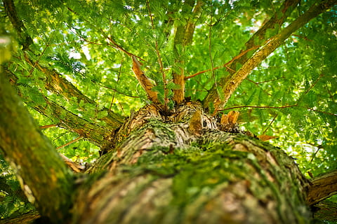 green, leaf tree, high, angle photography, tree, aesthetic, branches, forest, log, crown, bark, nature, leaves, branch, autumn, plant, fairy tale forest, sunlight, forests, landscape, wood, one animal, animal themes, animals in the wild, spider, animal wildlife, insect, no people, outdoors, day, animal, tree trunk, trunk, invertebrate, green color, close-up, selective focus, arachnid, rainforest, directly below, 4K, CC0, public domain, royalty free