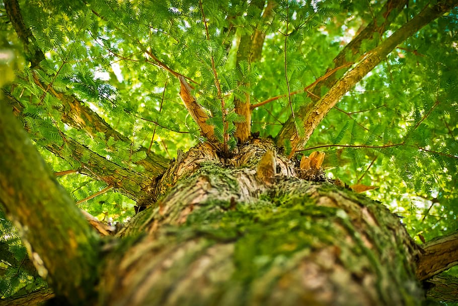 verd, arbre de fulla, alt, fotografia d'angle, arbre, estètic, branques, bosc, registre, corona, escorça, naturalesa, fulles, branca, tardor, planta, bosc de conte de fades, llum solar, boscos, paisatge, fusta, un animal, temes d'animals, animals a la natura, aranya, fauna animal, insecte, cap gent, a l'aire lliure, dia, animal, tronc de l'arbre, tronc, invertebrat, color verd, primer pla, enfocament selectiu, aràcnids, selva tropical, directament a sota, 4K