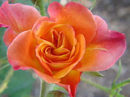 Rose, fersken, flor, blomst, blomstrende plante, plante, skønhed i naturen, kronblad, tæt på, friskhed, skrøbelighed, sårbarhed, blomsterstand, blomsterhoved, rosenblomst, natur, fokus på forgrunden, ingen mennesker, vækst, dag, orange farve, udendørs, forår, orange, blødt fokus, 1080P, CC0, offentligt domæne, royaltyfrie