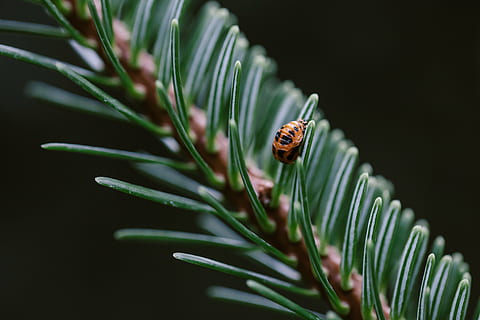 ladybug pupa, pine tree, ladybug, pupa, tree, green, orange, insect, zoology, macro, natural, animals, forest, vibrant, tiny, small, nature, close-up, plant, animal, leaf, green color, animal wildlife, animal themes, invertebrate, no people, animals in the wild, one animal, plant part, beauty in nature, growth, outdoors, selective focus, coniferous tree, 5K, CC0, public domain, royalty free