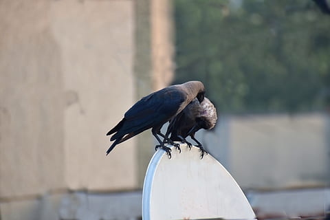 corvi di casa, corona, pavoneggiarsi, grattarsi la testa, paio, uccelli, uccello, animale, vertebrato, temi animali, fauna selvatica, animali allo stato selvatico, un animale, concentrarsi sulle conoscenze acquisite, appollaiati, giorno, nessuno, acqua, natura, all'aperto, avvicinamento, legno - materiale, parete, colore nero, lago, 5K, CC0, dominio pubblico, privo di copyright