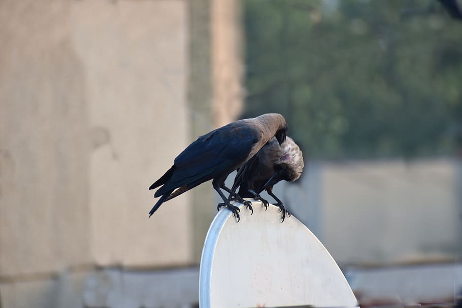 corvi di casa, corona, pavoneggiarsi, grattarsi la testa, paio, uccelli, uccello, animale, vertebrato, temi animali, fauna selvatica, animali allo stato selvatico, un animale, concentrarsi sulle conoscenze acquisite, appollaiati, giorno, nessuno, acqua, natura, all'aperto, avvicinamento, legno - materiale, parete, colore nero, lago, 5K