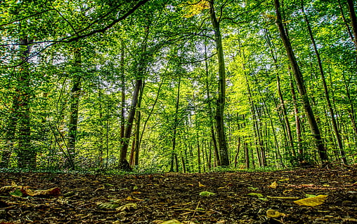 bosc, camí forestal, arbres, verd, llum, sol, raig de sol, fulles, il·luminació, lluny, paisatge, naturalesa, assolellat, fulles de tardor, estiu, tardor, ruta, caminar, bosc de conte de fades, humor, idil·li, senderisme, oci, hdr, rang dinàmic alt, contrast, arbre, terra, planta, tranquil·litat, bellesa a la natura, creixement, tronc de l'arbre, tronc, escena tranquil·la, escenics - natura, dia, escena no urbana, color verd, abundància, vista d’angle baix, idíl·lic, cap gent, alta - alta, a l'aire lliure, bambú - planta, 5K, CC0, domini públic, lliure de regalies