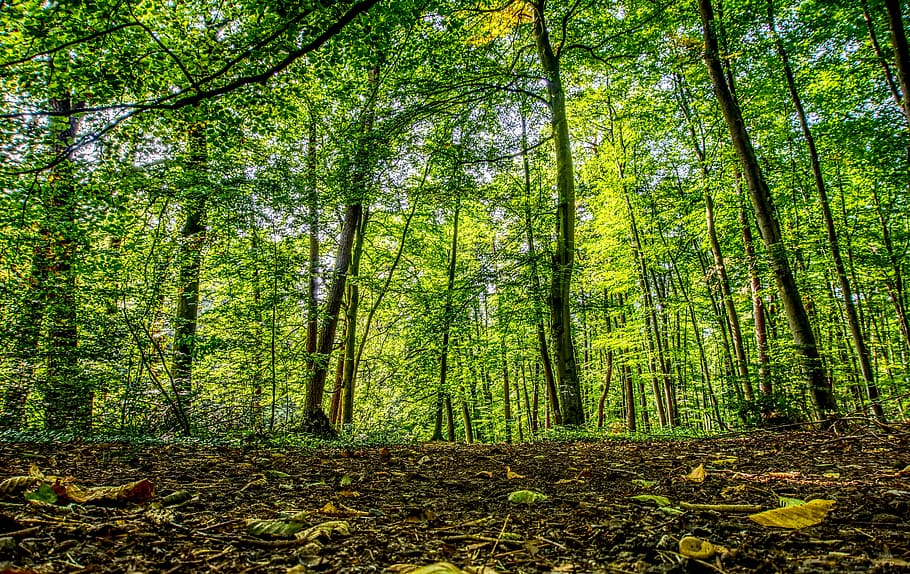 bosc, camí forestal, arbres, verd, llum, sol, raig de sol, fulles, il·luminació, lluny, paisatge, naturalesa, assolellat, fulles de tardor, estiu, tardor, ruta, caminar, bosc de conte de fades, humor, idil·li, senderisme, oci, hdr, rang dinàmic alt, contrast, arbre, terra, planta, tranquil·litat, bellesa a la natura, creixement, tronc de l'arbre, tronc, escena tranquil·la, escenics - natura, dia, escena no urbana, color verd, abundància, vista d’angle baix, idíl·lic, cap gent, alta - alta, a l'aire lliure, bambú - planta, 5K