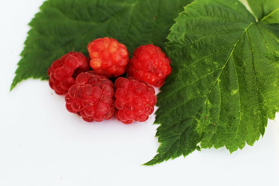gerds, fullatge, fruita, frescor, menjar, madur, full, fruites de baies, vermell, naturalesa, primer pla, orgànic, estiu, menjar dolç, alimentació saludable, menjar i beguda, part de la planta, benestar, color verd, planta, cap gent, tallar, a l'interior, herba, fulla de menta - culinària, 5K