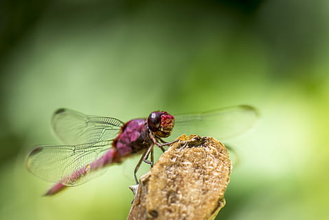 rød, guldsmed, Brun, træ gren, tæt på, Foto, roseate dragonfly, perched, Pind, insekt, makro, pink dragonfly, hvirvelløse, dyre temaer, dyr, dyreliv, dyr i naturen, dyrefløj, et dyr, plante, fokus på forgrunden, natur, dag, ingen mennesker, udendørs, skønhed i naturen, selektiv fokusering, dyr øje, 5K, CC0, offentligt domæne, royaltyfrie