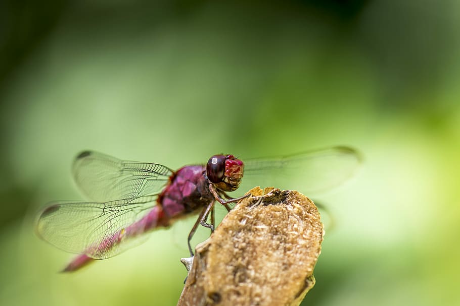 vermell, libèl·lula, marró, branca d'un arbre, primer pla, foto, libèl·lula rosada, posat, pal, insecte, error, macro, libèl·lula rosa, invertebrat, temes d'animals, animal, fauna animal, animals a la natura, ala dels animals, un animal, planta, centrar-se en primer pla, naturalesa, dia, cap gent, a l'aire lliure, bellesa a la natura, enfocament selectiu, ull d’animals, 5K