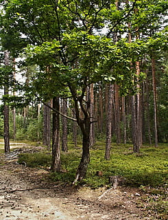 eik, skog, trær, tre, skogsvei, kjegler, blåbær, anlegg, land, vekst, natur, grønn farge, stamme, skjønnhet i naturen, trestamme, ro, dag, ingen folk, ikke-urbane scene, utendørs, naturskjønnhet - natur, rolig scene, idylliske, landskap, 1080P, CC0, offentlig domene, opphavsrett gratis