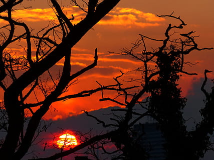 posta de sol, sol, llum, cremar, brillar, cel, silueta, llum de fons, arbre, arbres, núvols, taronja, vermell, incendi forestal, cremant, cap gent, color taronja, branca, planta, bellesa a la natura, escenics - natura, naturalesa, tranquil·litat, arbre nu, núvol - cel, escena tranquil·la, a l'aire lliure, tronc, tronc de l'arbre, idíl·lic, escena no urbana, planta morta, cel romàntic, 4K, CC0, domini públic, lliure de regalies