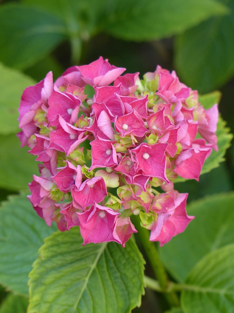 ortensia, flor, florir, rosa, ortensia macrophylla, arbust ornamental, jardí de flors, flora, bale stock, planta amb flors, bellesa a la natura, planta, pètal, color rosa, vulnerabilitat, fragilitat, primer pla, frescor, inflorescència, creixement, cap de flor, full, part de la planta, centrar-se en primer pla, naturalesa, dia, cap gent, a l'aire lliure, lila, 4K