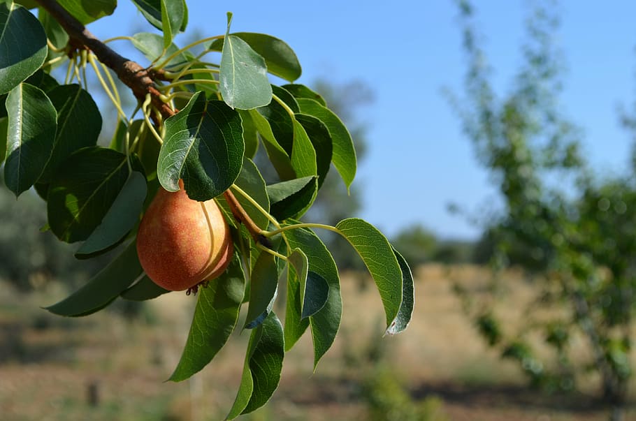 pero, campagna, però, cibo, frutta, pianta, mangiare sano, cibo e bevande, albero, foglia, crescita, parte vegetale, concentrarsi sulle conoscenze acquisite, freschezza, natura, benessere, nessuno, giorno, colore verde, luce del sole, all'aperto, albero da frutta, biologico, maturo, arancia, 4K