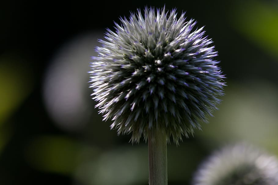 card de globus, echinops, composites, flora, planta, verd, blau, flor, planta amb flors, frescor, cap de flor, inflorescència, bellesa a la natura, primer pla, fragilitat, vulnerabilitat, creixement, cap gent, naturalesa, centrar-se en primer pla, pètal, enfocament selectiu, card, tija de la planta, a l'aire lliure, porpra, suavitat, 4K