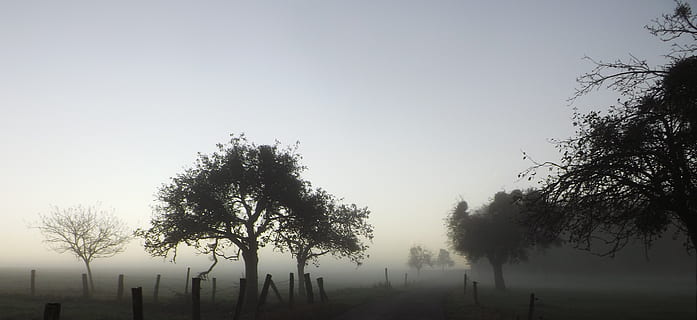 Nebel, November, Baum, Landschaft, Natur, Herbst, farblos, Stimmung, Morgen, geheimnisvoll, Silhouette, draußen, Sonnenuntergang, hinterleuchtet, Pflanze, Himmel, Schönheit in der Natur, Ruhe, Umgebung, ruhige Szene, Szenen - Natur, Nicht-städtische Szene, Wachstum, keine Leute, Dämmerung, Tag, 4K, CC0, gemeinfrei, lizenzfrei