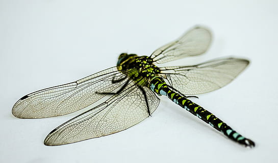 gul, Brun, darner dragonfly, insekt, guldsmed, tæt, makro, vinge, Demoiselle, isolerede, dyr, natur, dyrefløj, tæt på, dyreliv, hvirvelløse, et dyr, dyr i naturen, ingen mennesker, dyr kropsdel, hvid baggrund, studio skud, fuld længde, zoologi, ekstrem nærbillede, sommerfugl - insekt, 4K, CC0, offentligt domæne, royaltyfrie