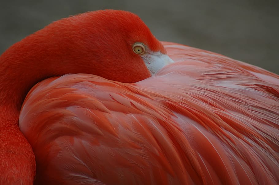roter Flamingo, rot, Rosa, Gefieder, Vogel, Flamingo, Wirbeltier, Tier, Tierthemen, Tiere in freier Wildbahn, ein Tier, Tierwelt, Nahansicht, keine Leute, orange Farbe, putzen, Feder, Fokus auf den Vordergrund, Tierkörperteil, Tag, Natur, pinke Farbe, Schnabel, Tierkopf, Tierhals, Tierauge, Süßwasservogel, 2K