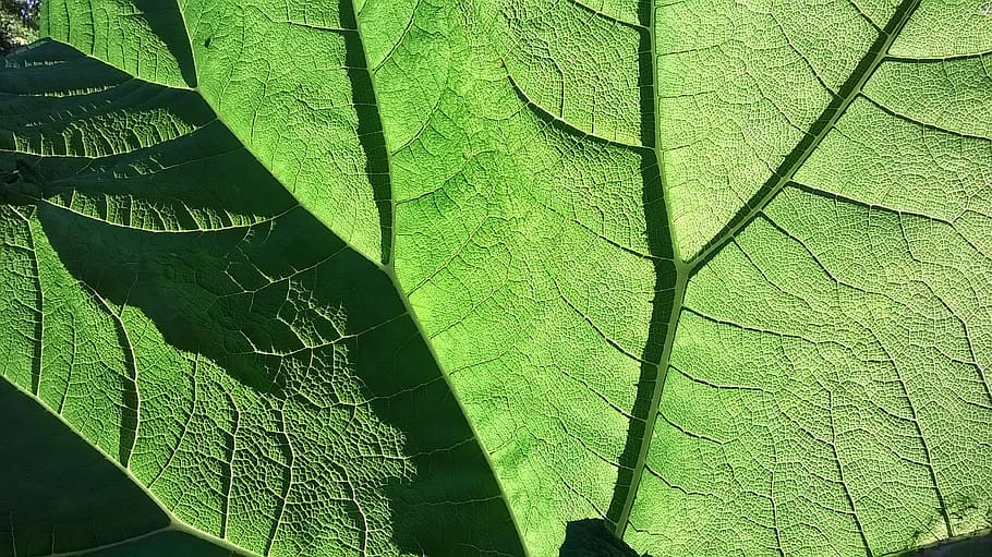 verd, full, fulla verda, joc d'ombres, llum de fons, venes de les fulles, tancar, fulla gegant, textures, part de la planta, color verd, planta, creixement, naturalesa, cap gent, vena de la fulla, dia, primer pla, marc complet, fons, a l'aire lliure, bellesa a la natura, llum solar, patró, patró natural, textura, fragilitat, fulles, 2K