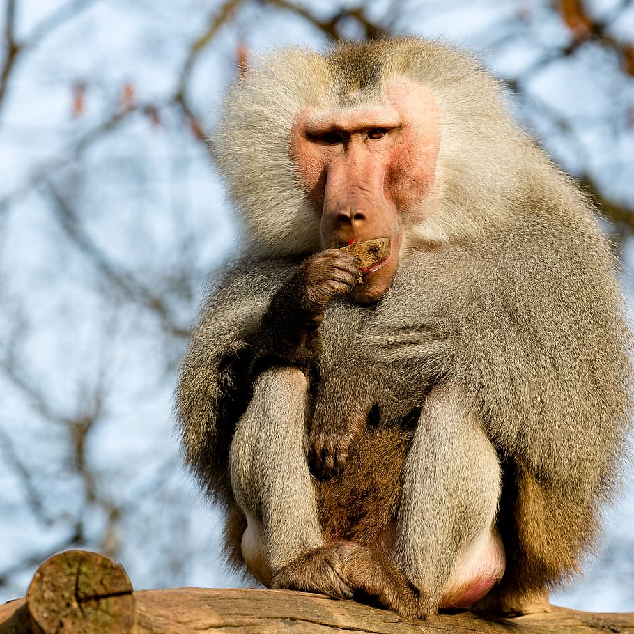 babuí, mico, krefeld, zoo, menjar, animal, vida salvatge, primat, naturalesa, mamífer, bosc, arbre, fauna animal, animals a la natura, assegut, centrar-se en primer pla, un animal, dia, cap gent, vertebrats, relaxació, primer pla, família d’animals, 2K
