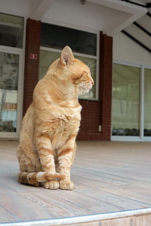 Truthahn, Katze, Truthahn, Katze, Hauskatze, ein Tier, Haustiere, Tierthemen, katzenartig, Säugetier, Tier, inländisch, Wirbeltier, suchen, Wegschauen, keine Leute, in voller Länge, Whisker, Bodenbelag, Sitzung, drinnen, Fokus auf den Vordergrund, rote Katze, 4K, CC0, gemeinfrei, lizenzfrei