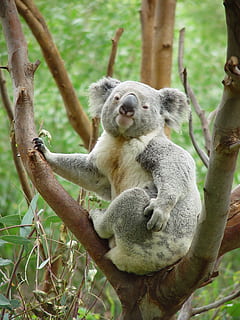 gris, assegut, marró, arbre, koala, suportar, posat, retrat, pell, vida salvatge, naturalesa, mirant, feliç, mamífer, bonic, un animal, branca, fauna animal, animals a la natura, planta, temes d'animals, animal, dia, centrar-se en primer pla, relaxació, cap gent, tronc de l'arbre, a l'aire lliure, dorment, tronc, vertebrats, 2K, CC0, domini públic, lliure de regalies