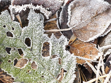 frosty, fallen, foliage, fall, autumn, fallen leaves, nature, outside, countryside, fall foliage, winter, snow, close-up, cold temperature, full frame, no people, frozen, backgrounds, day, leaf, food, tree, high angle view, pattern, land, frost, food and drink, plant part, temptation, 4K, CC0, public domain, royalty free