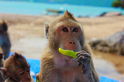 Affe, Toque, Aussicht, Nahansicht, Schnauze, Primat, Fokus auf den Vordergrund, Tierthemen, Tierwelt, Tiere in freier Wildbahn, ein Tier, Säugetier, Primas, Wirbeltier, Gruppe von Tieren, Lebensmittel, Essen, Obst, keine Leute, gesundes Essen, Tag, Essen und Trinken, Tierfamilie, 2K, CC0, gemeinfrei, lizenzfrei