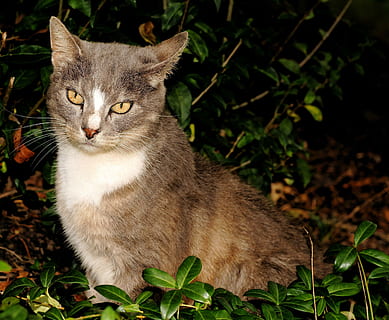kucing, wanita, kepala, potret, membelai, bulu, dekat, anggun, perhatian, hewan, manis, mulia, mata yang besar, berbulu, pemburu tikus, Adidas, ikan kembung, gambar kepala, wajah kucing, kucing rumahan, hewan peliharaan, imut, alam, mamalia, di luar rumah, rumput, binatang lokal, mencari, licik, anak kucing, lokal, satu binatang, tema binatang, bertulang belakang, tidak ada orang, bidang, daun, menanam, bagian tanaman, tanah, melihat kamera, kumis, mata kuning, 4K, CC0, domain publik, bebas royalti