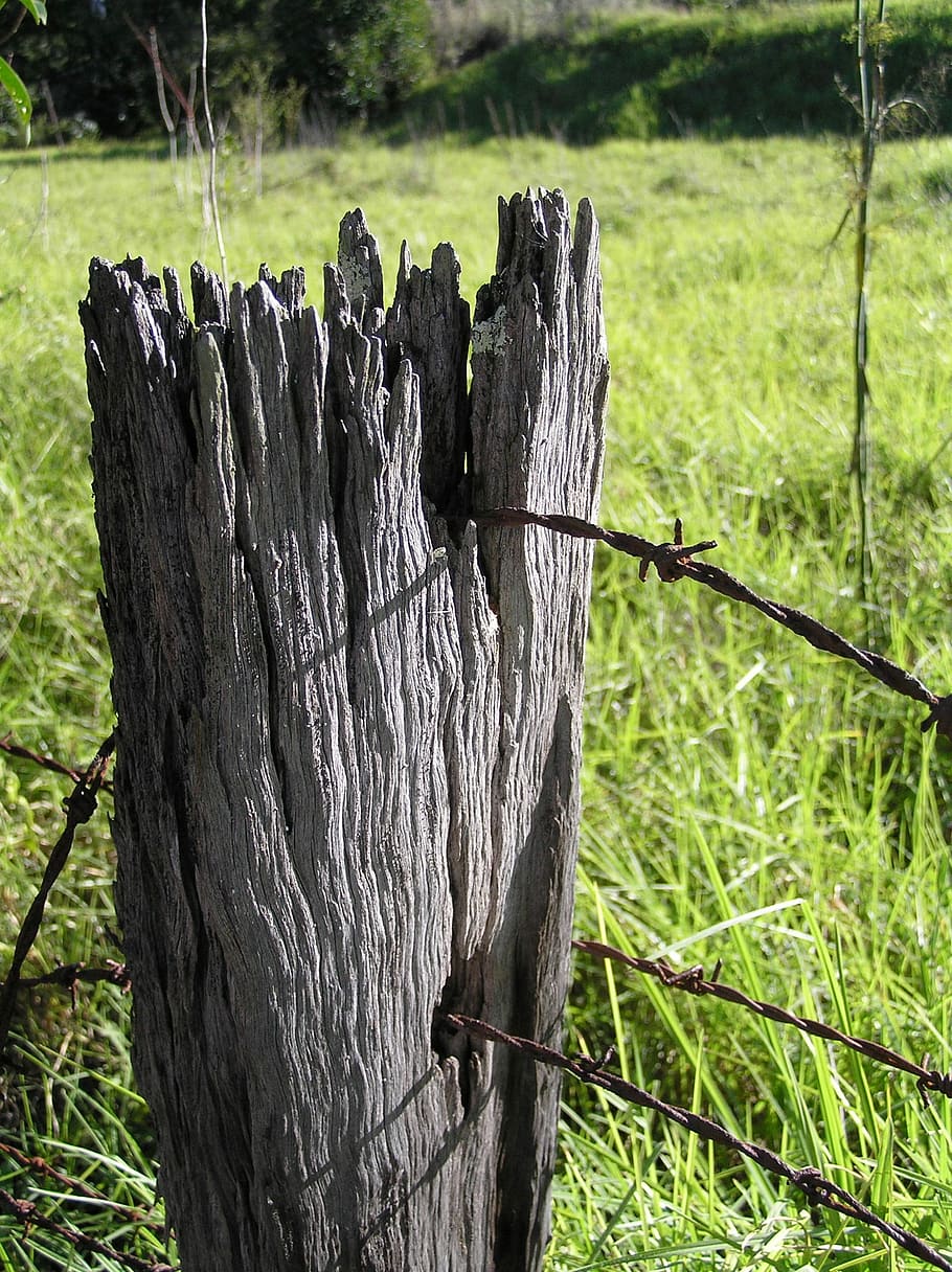 plot, pošta, dřevo, farma, starý, drát, dřevo, hospodařit, venkovní, venkovský, ostnatá, Západ, pole, bezpečnostní, oplocení, ochrana, brána, západní, Příroda, strom, dřevo - materiál, venku, kmen stromu, tráva, nikdo, den, zelená barva, rostlina, přistát, hranice, bariéra, zaměřit se na popředí, bezpečnost, slunečního světla, kůra, dřevěný sloupek, mrtvá rostlina, 1080P
