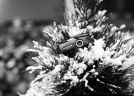 Navidad, árbol, invierno, pino, nieve, cámara, película, lente, equipo, obturador, al aire libre, visor, foto, fotografía, naturaleza, fotógrafo, imagen, divertido, exposición, planta, flor, planta floreciendo, de cerca, nadie, día, enfoque selectivo, belleza en la naturaleza, crecimiento, centrarse en primer plano, vulnerabilidad, fragilidad, frescura, temas de animales, animal, cabeza de flor, luz del sol, 5K, CC0, dominio público, libre de derechos
