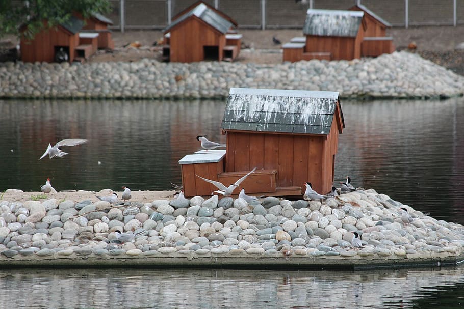 terns, sterna hirundo, xancres comunes, tern, primavera, cria, naturalesa, naturalesa viva, ocells, salvatge, llac, cos d'aigua, cases, aus aquàtiques, zoo, reproducció, fauna, aigua, animals a la natura, temes d'animals, grup d’animals, ocell, animal, cap gent, arquitectura, vertebrats, dia, sòlid, rock, fauna animal, davant del mar, gran grup d’animals, estructura construïda, exterior de l'edifici, gavina, Groyne, ramat d’ocells, còdols, 5K